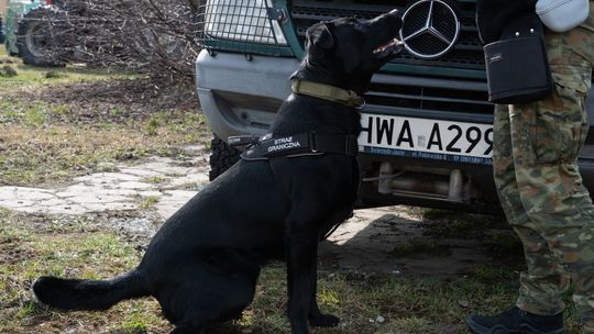 40 psów służbowych każdego dnia strzeże naszych granic. Straż Graniczna podsumowała Dzień Psa