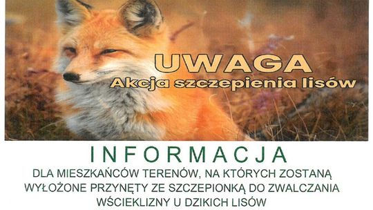 🦊💉 Akcja szczepień ochronnych dzikich lisów przeciwko wściekliźnie w powiecie suwalskim