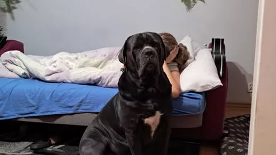 Arczi odnaleziony – szczęśliwy finał poszukiwań psa z okolic Nieszek