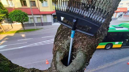 🌳 Bezpieczeństwo przede wszystkim – prace przy drzewie na ul. Noniewicza