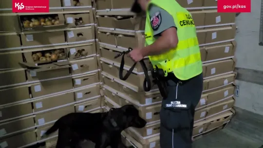 🚛 Cebula i... kontrabanda! Papierosy warte 1,5 mln zł ujawnione w Budzisku