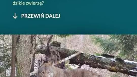 🦌 Co zrobić, gdy spotkasz dzikie zwierzę? Zachowaj rozsądek i bezpieczeństwo w lesie 🌲