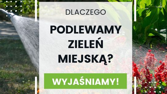 🌧🌿 Dlaczego podlewamy zieleń mimo deszczu? ZDiZ Suwałki wyjaśnia!