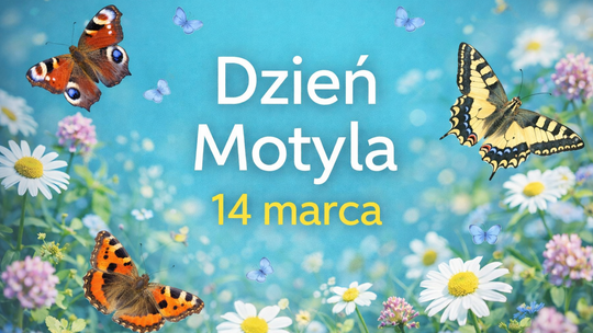 Dzień Motyla. Jak pomóc tym pięknym owadom w Suwałkach i regionie?