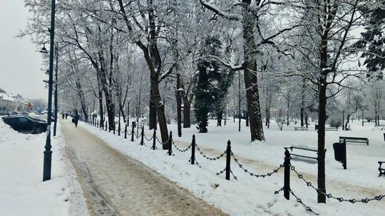 Gdy Suwałki skuwa mróz – co dzieje się z drzewami przy –20°C? Gdy Suwałki skuwa mróz – co dzieje się z drzewami przy –20°C?