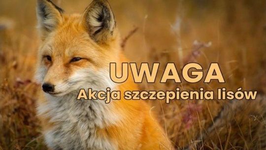 🦊 Jesienna akcja szczepienia lisów przeciwko wściekliźnie – październik 2025 🦊 Jesienna akcja szczepienia lisów przeciwko wściekliźnie – październik 2025