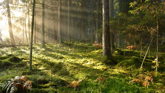 🌲 „Kąpiel leśna” w Wigierskim Parku Narodowym – relaks i wyciszenie w naturze