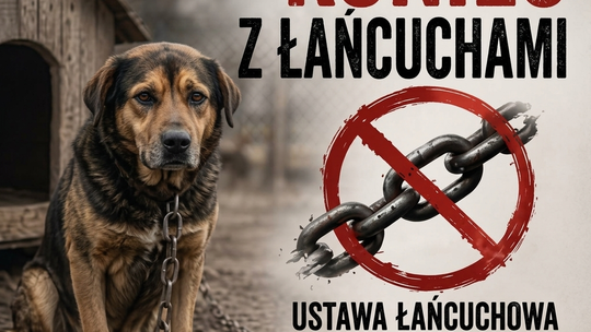 Koniec psów na łańcuchach. Nowe przepisy wejdą w życie za rok