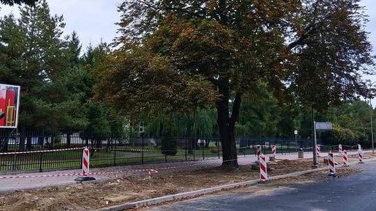 🌳 „Miłosz” zyskał nowe warunki do życia – ZDiZ rozbetonował teren wokół kasztanowca