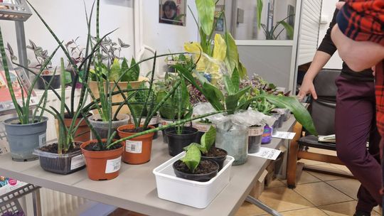 Minitargi Roślinkowe 5 w Suwałkach – zielona pasja połączyła mieszkańców