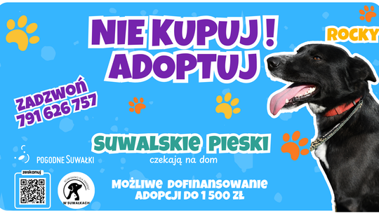 🐶 Nawet 1500 zł wsparcia za adopcję psa seniora. Suwałki przypominają o programie