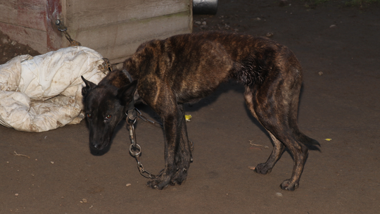 🚨 Nie bądźmy obojętni na krzywdę zwierząt – interwencja dzielnicowych z Raczek 🚨 Nie bądźmy obojętni na krzywdę zwierząt – interwencja dzielnicowych z Raczek