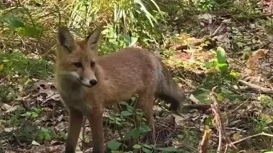 Niespodziewane spotkanie na leśnej drodze. Młody lis odpoczywał w Wysokim Moście