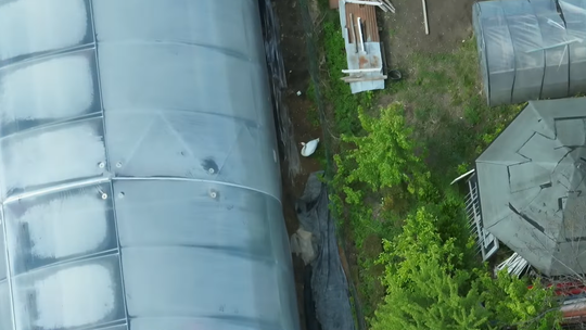 Nietypowa interwencja w Suwałkach – strażacy uratowali łabędzia 🦢🚒