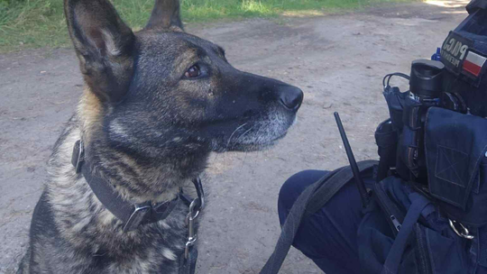 🐾 Nika pomogła odnaleźć zaginioną 19-latkę 🙌