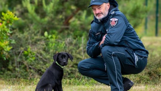 Nowa funkcjonariuszka w KAS! Labradorka Zora będzie tropić przemycane papierosy 🚬🐶