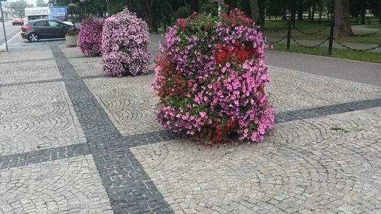 Nowe kwiatowe nasadzenia i konstrukcje ozdobne upiększają Suwałki