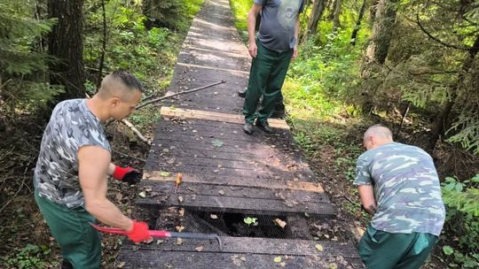 Osadzeni z Aresztu Śledczego w Suwałkach remontują kładki w dolinie Czarnej Hańczy