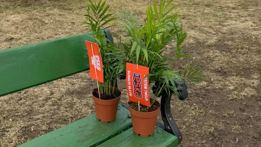 Palmy na ulicach Suwałk. Mieszkańcy mogli zabrać je do domu