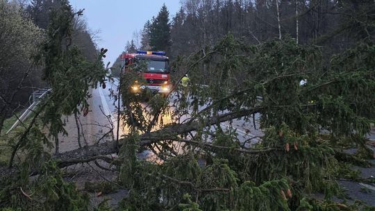 🌲 Powalone drzewo w Lipniaku. Interweniowali strażacy