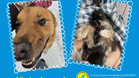 🐾 Razem dla zwierząt – lekcja wrażliwości w praktyce 🐾 Razem dla zwierząt – lekcja wrażliwości w praktyce