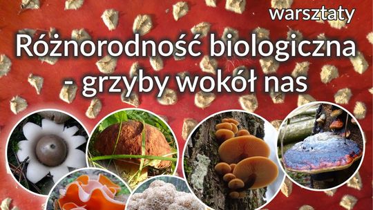 Rodzinne warsztaty o grzybach w Muzeum Wigier. Będzie też kreatywna zabawa