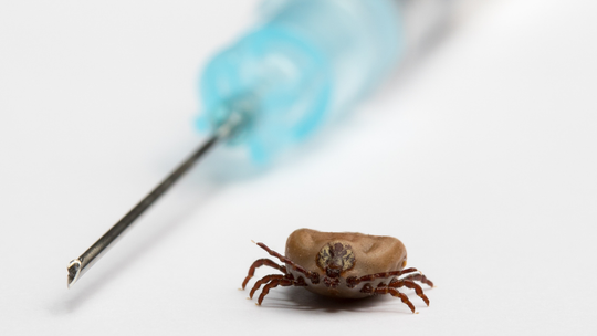 🦠 Ruszają zapisy na bezpłatne szczepienia przeciwko kleszczowemu zapaleniu mózgu 🦠 Ruszają zapisy na bezpłatne szczepienia przeciwko kleszczowemu zapaleniu mózgu