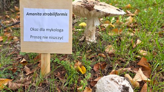 Rzadki grzyb znaleziony w WPN. Wyrósł na trawniku przy dyrekcji Parku