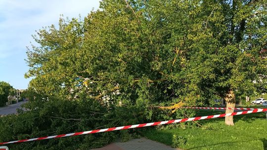 Silny wiatr złamał konar drzewa przy ul. Modrzewiowej. Miasto uspokaja mieszkańców