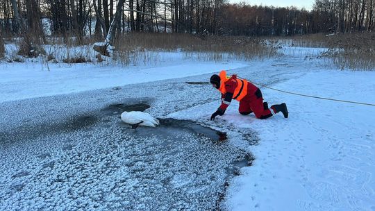 Strażacy pomogli wycieńczonemu łabędziowi w Filipowie