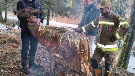 Strażacy uratowali łanię z Kanału Augustowskiego. Akcja w Kudrynkach Strażacy uratowali łanię z Kanału Augustowskiego. Akcja w Kudrynkach