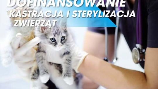 Suwałki dopłacają do sterylizacji i kastracji zwierząt. Sprawdź, kto może skorzystać
