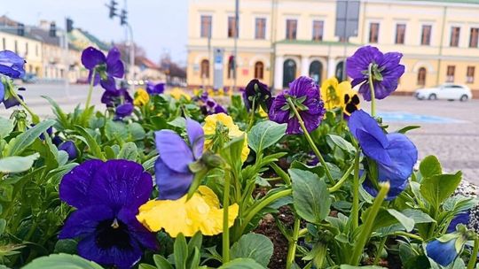 🌱🌸 Suwałki przygotowują się do wiosny – ruszyły pierwsze prace przy miejskich nasadzeniach