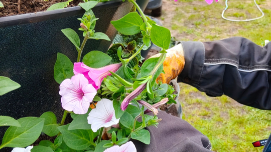 Suwałki szykują się na lato. Ruszyły przygotowania do kolorowych nasadzeń kwiatów 🌸