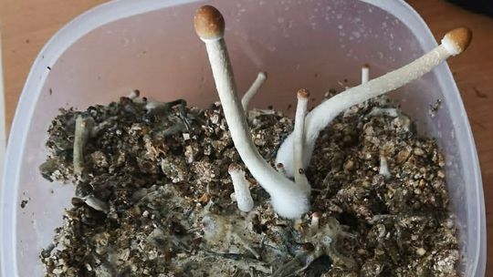 🚨 Uprawiał grzyby halucynogenne i posiadał marihuanę. Interwencja policji 🚔