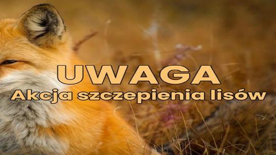 Wiosenna akcja szczepień lisów przeciw wściekliźnie w Podlaskiem 🦊