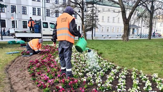 Wiosenne nasadzenia bratków ozdabiają miasto