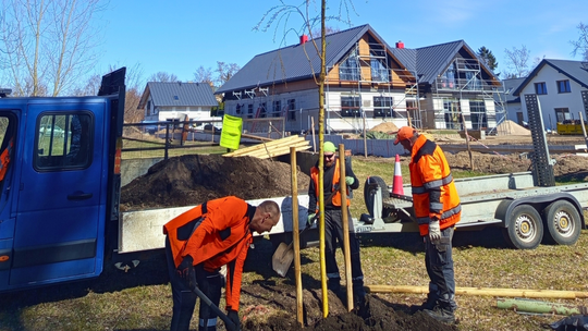 Wiosenne nasadzenia w Suwałkach. Nowe drzewa pojawią się w różnych częściach miasta