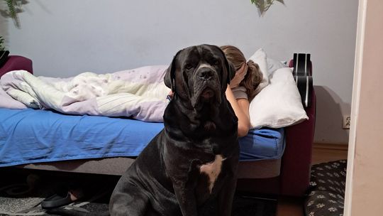 🚨 ZAGINĄŁ PIES – PROSIMY O PILNĄ POMOC 🚨