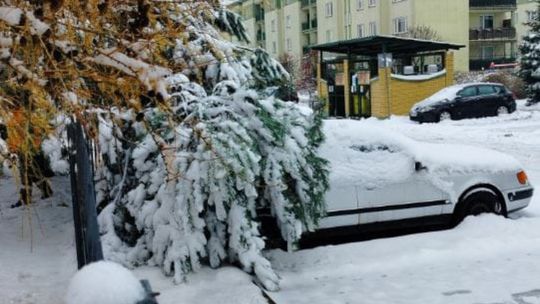🌳❄️ Zima a miejska zieleń. Zarząd Dróg i Zieleni w Suwałkach apeluje o ostrożność