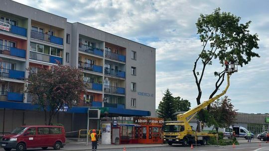 🌳 Znane drzewo przy Noniewicza zniknęło. Powodem było zagrożenie dla mieszkańców