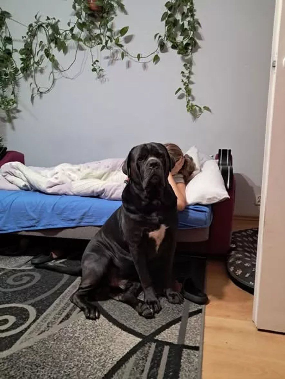 Arczi odnaleziony – szczęśliwy finał poszukiwań psa z okolic Nieszek Arczi odnaleziony – szczęśliwy finał poszukiwań psa z okolic Nieszek