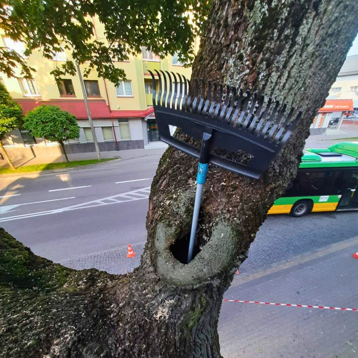 🌳 Bezpieczeństwo przede wszystkim – prace przy drzewie na ul. Noniewicza