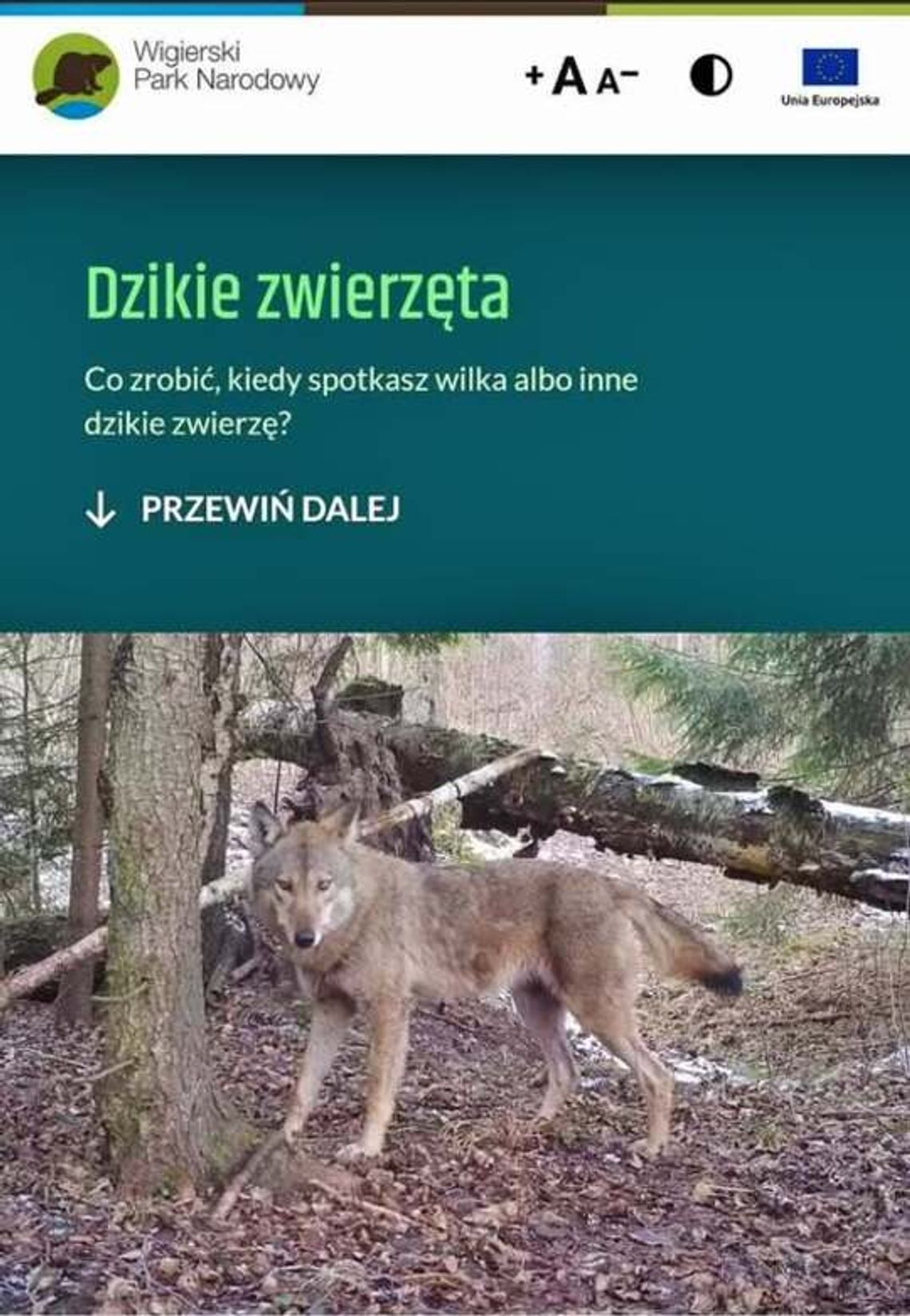 🦌 Co zrobić, gdy spotkasz dzikie zwierzę? Zachowaj rozsądek i bezpieczeństwo w lesie 🌲