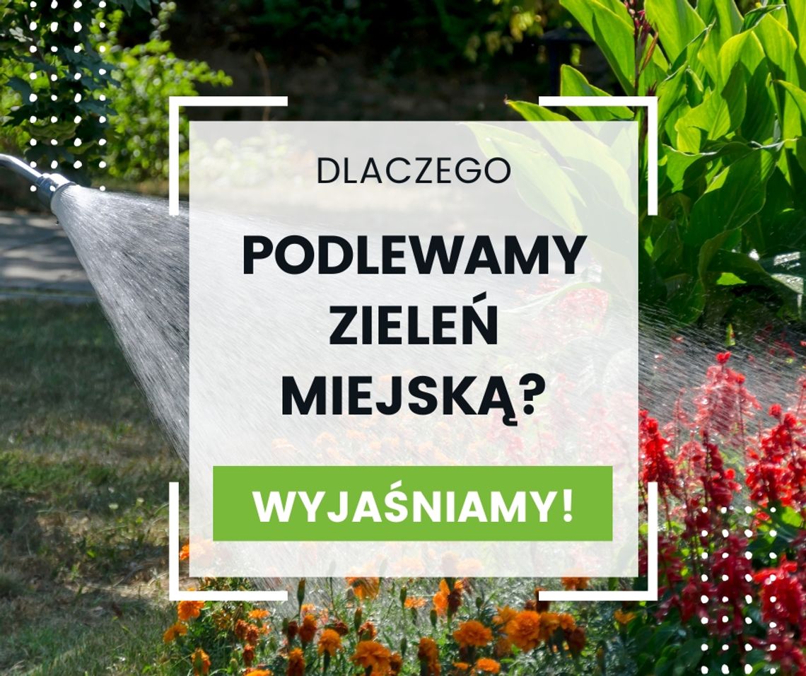 🌧🌿 Dlaczego podlewamy zieleń mimo deszczu? ZDiZ Suwałki wyjaśnia!
