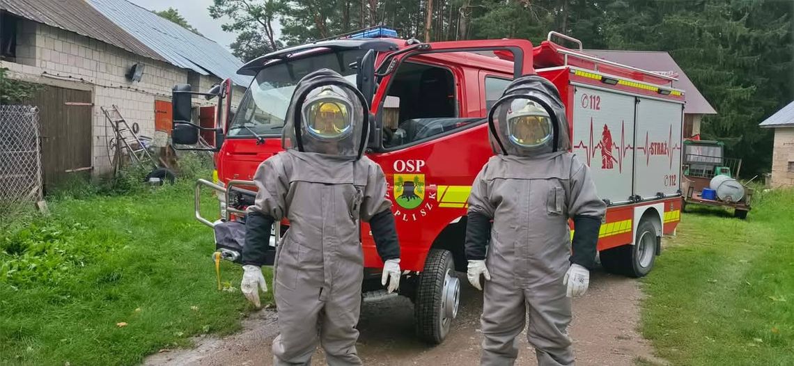 Gniazdo szerszeni na poddaszu budynku. Strażacy interweniowali w Krzywólce Gniazdo szerszeni na poddaszu budynku. Strażacy interweniowali w Krzywólce