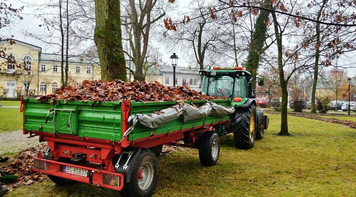 Jesień nie zatrzymuje prac w Suwałkach. ZDiZ pielęgnuje zieleń i kontroluje drzewa