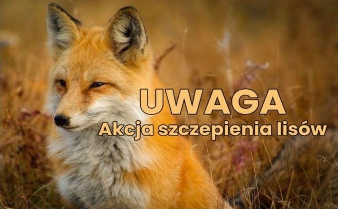 🦊 Jesienna akcja szczepienia lisów przeciwko wściekliźnie – październik 2025