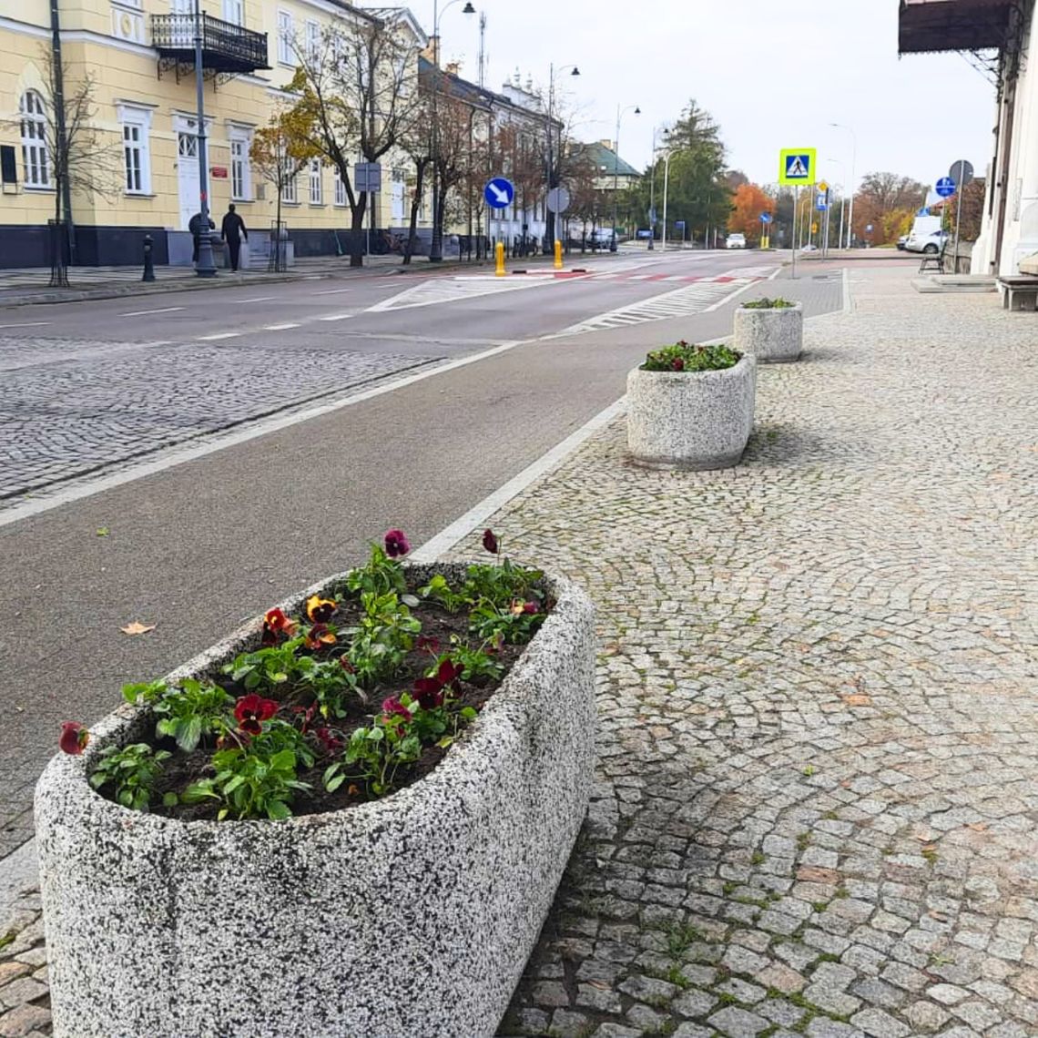 🌸 Jesienne nasadzenia w Suwałkach – 5 tysięcy nowych roślin ozdobnych rozkwita w mieście! 🍂 🌸 Jesienne nasadzenia w Suwałkach – 5 tysięcy nowych roślin ozdobnych rozkwita w mieście! 🍂