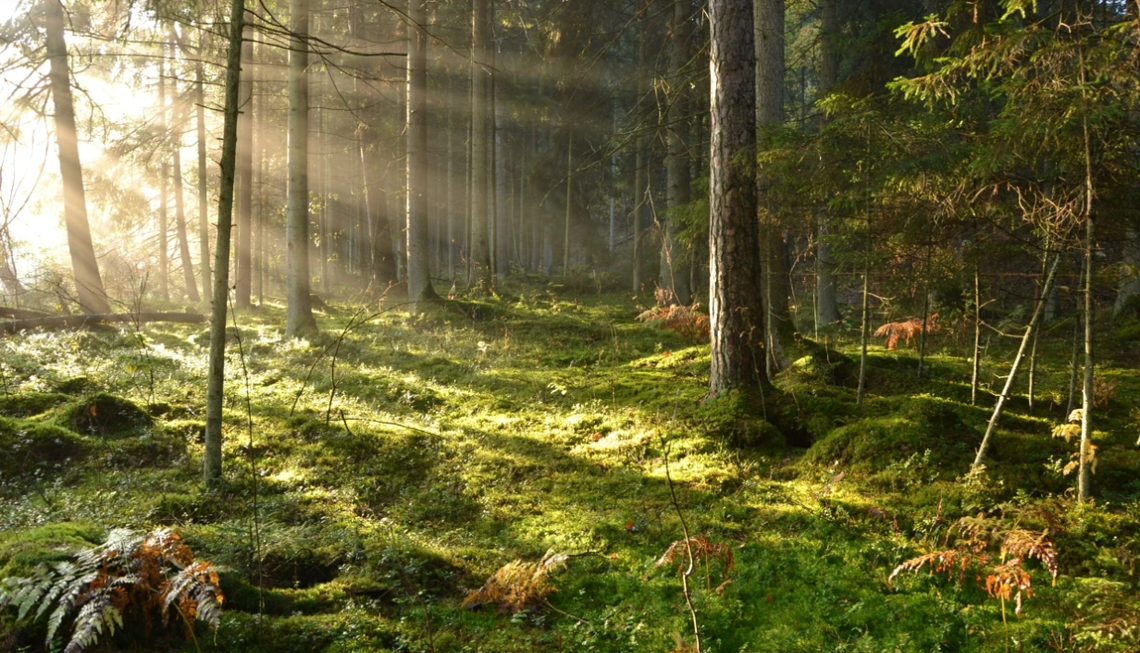 🌲 „Kąpiel leśna” w Wigierskim Parku Narodowym – relaks i wyciszenie w naturze